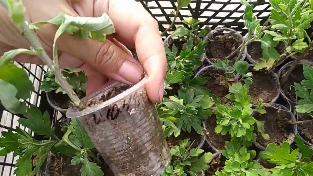 Как вырастить из черенка хризантему