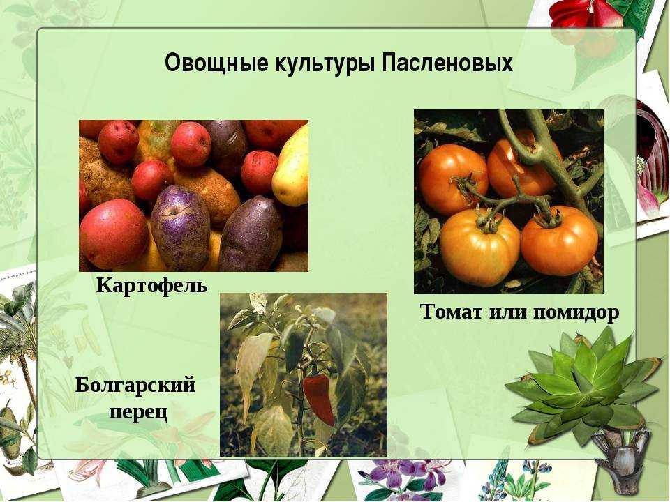 Пасленовые овощи и фрукты. список растений, польза, вред, фото