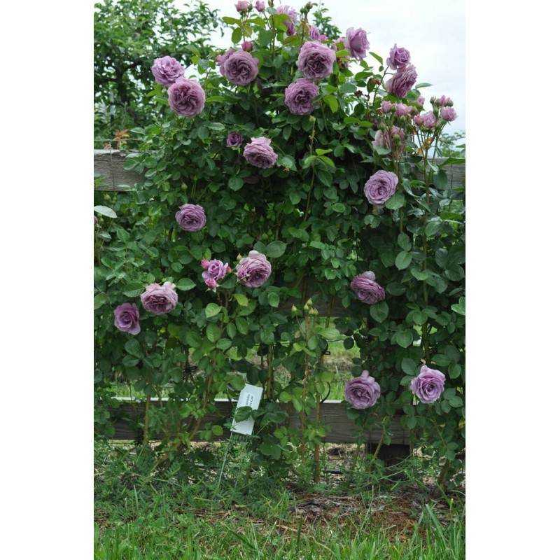 Описание плетистой розы индиголетта клайминг: что за сорт цветка, посадка и уход
