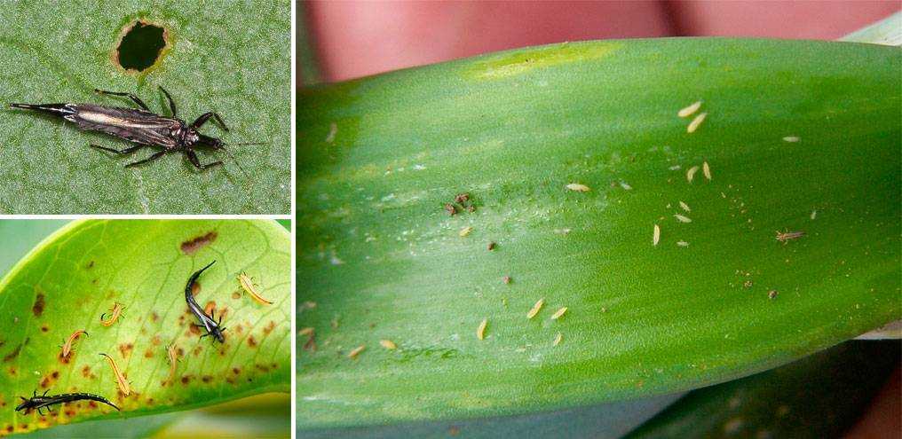 Боремся с паразитами — как избавиться от белых жучков на орхидее?