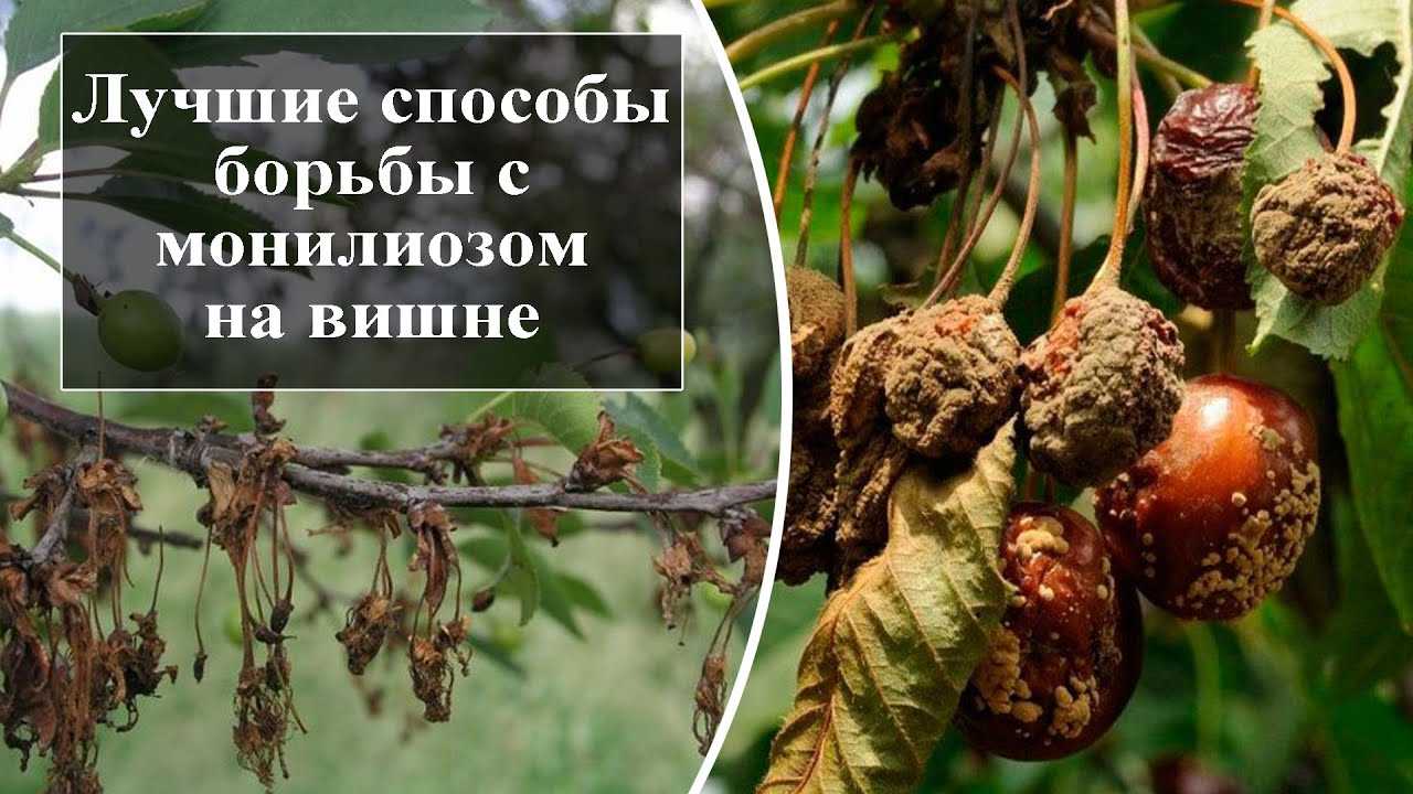 Монилиоз яблони лечение осенью - дневник садовода semena-zdes.ru
