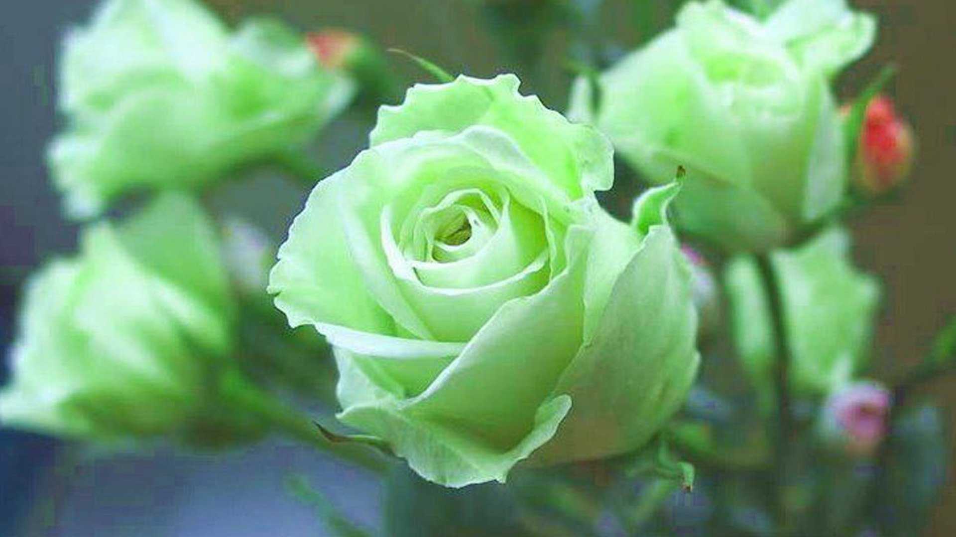 Грин романтика роза фото и описание