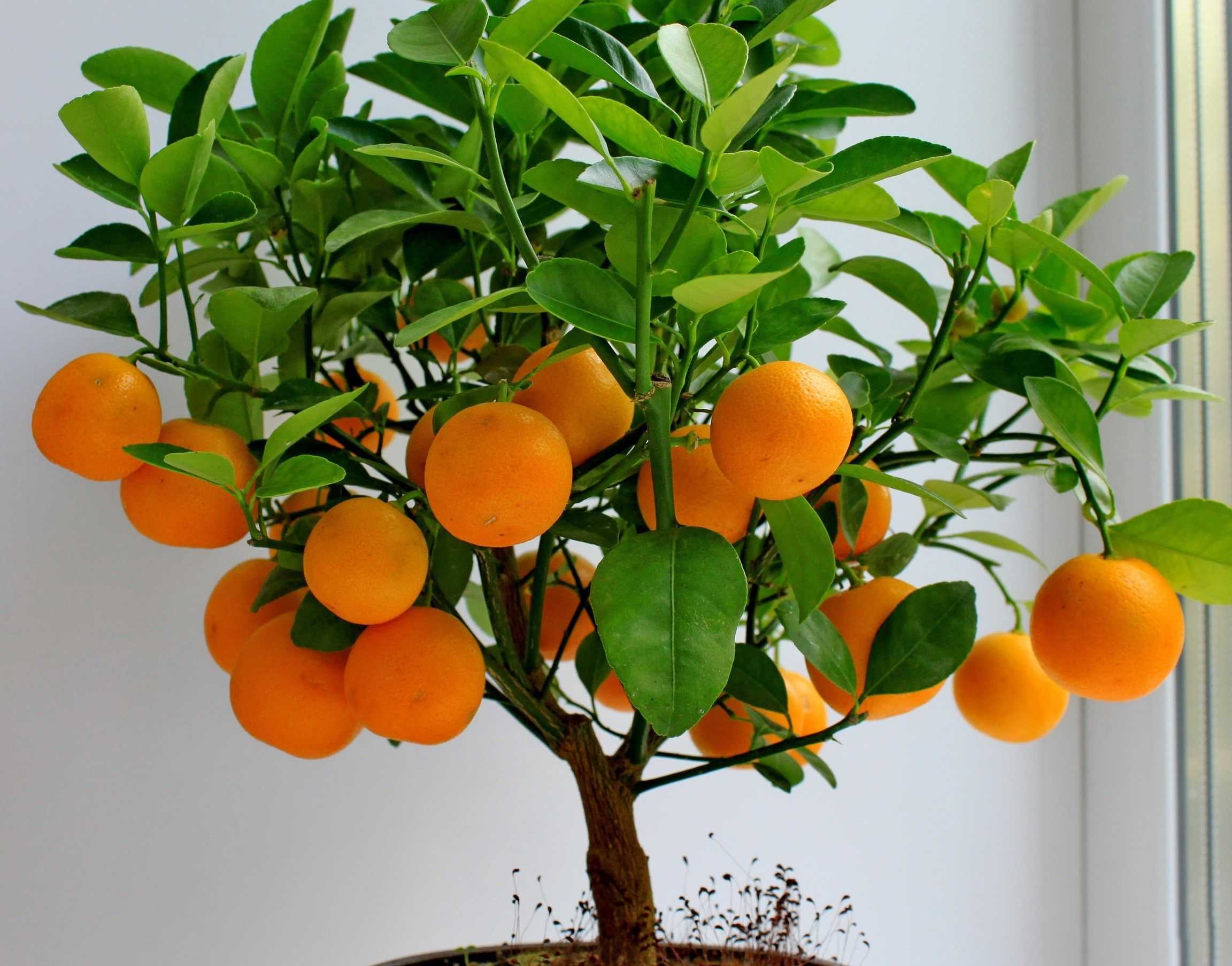 Как вырастить апельсиновое дерево в домашних условиях - pahistahis.ru