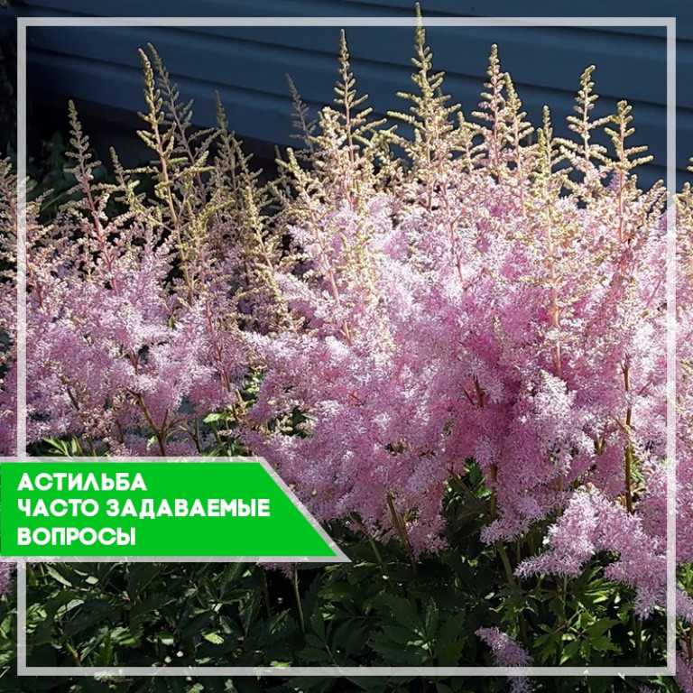 Астильба: посадка и уход в открытом грунте, особенности выращивания - sadovnikam.ru