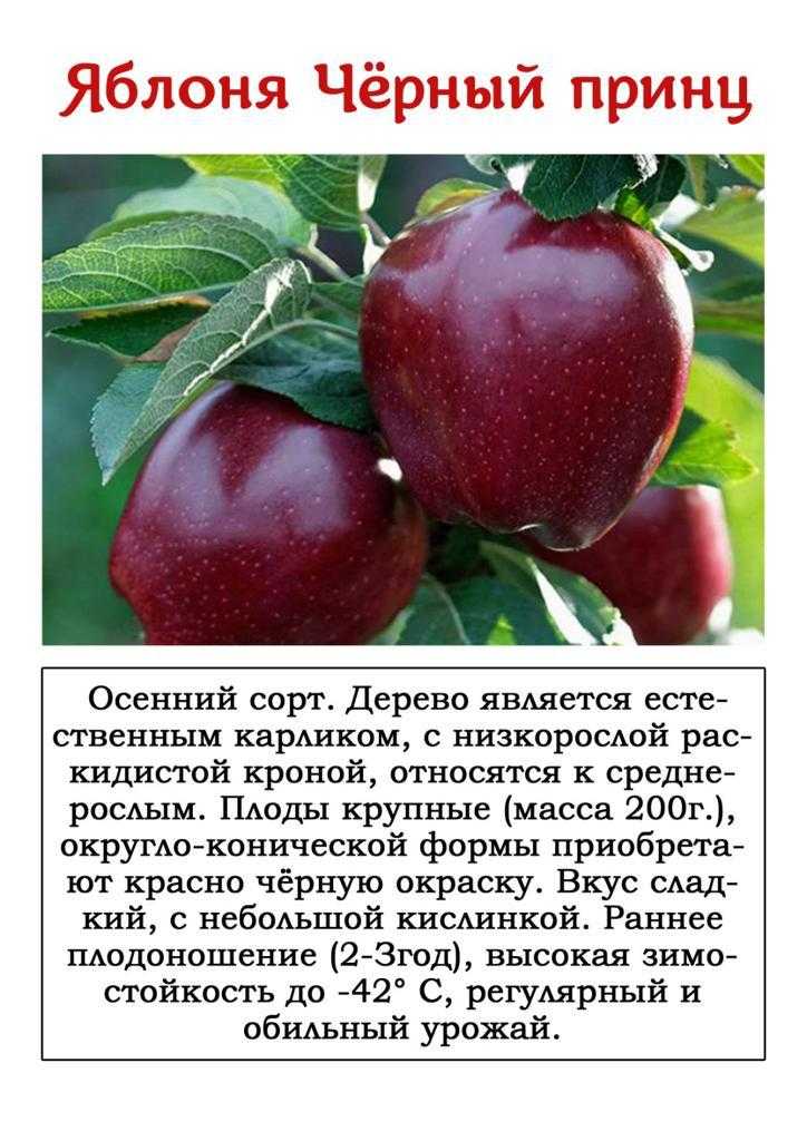 Сорт яблок конфетное достоинства и недостатки - дневник садовода semena-zdes.ru