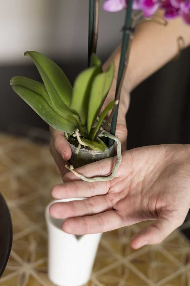 Как ухаживать за орхидеей после периода цветения в домашних условиях Правила полива, подкормки, выбор места для цветка Нужно ли пересаживать и обрезать