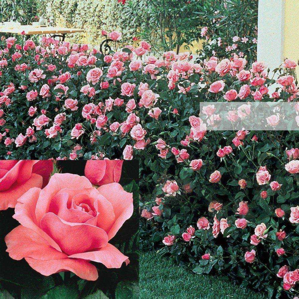 Роза флорибунда – сорта, посадка и уход за растением [2019]