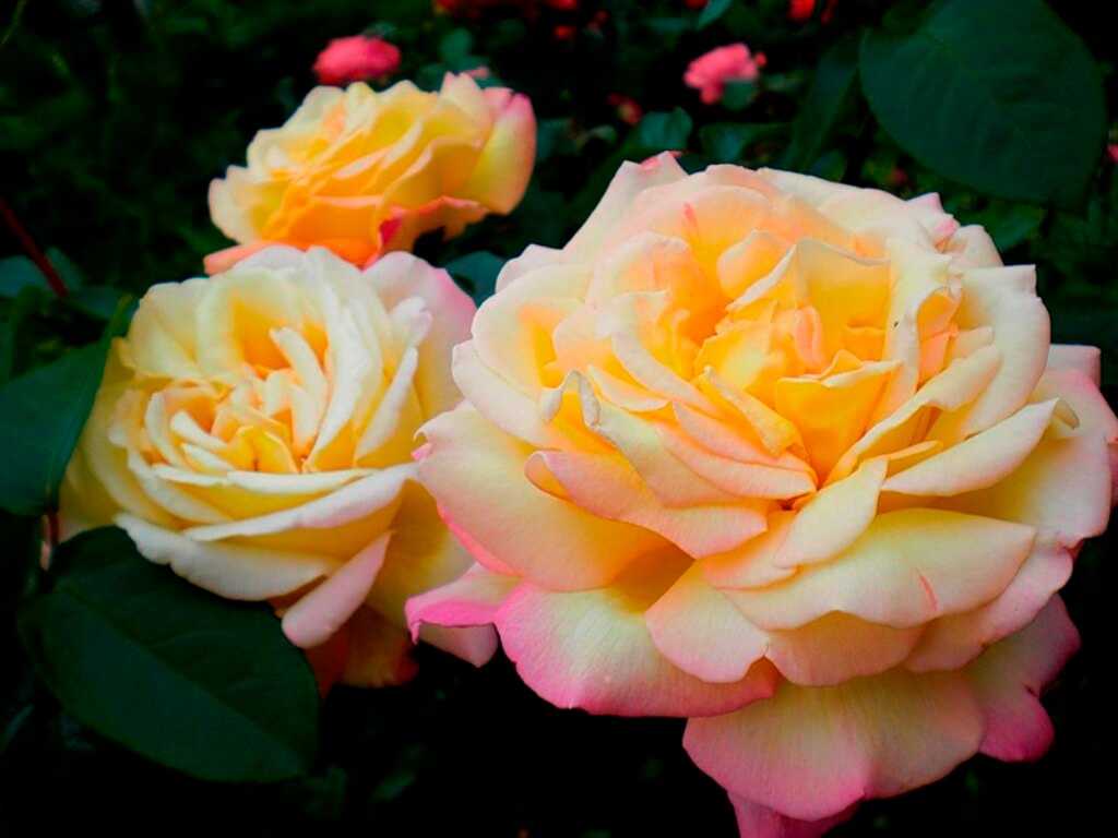 Роза глория дей - особенности чайно-гибридного сорта, посадка, уход