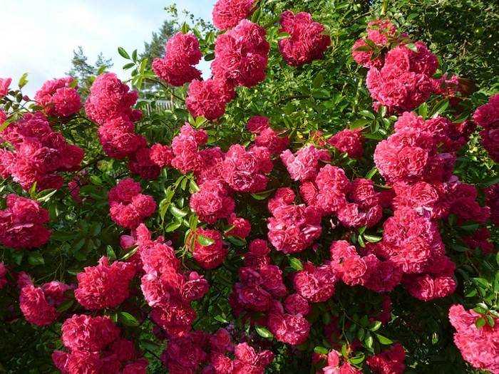 Плетистая роза супер эксцельза: фото, описание, условия выращивания