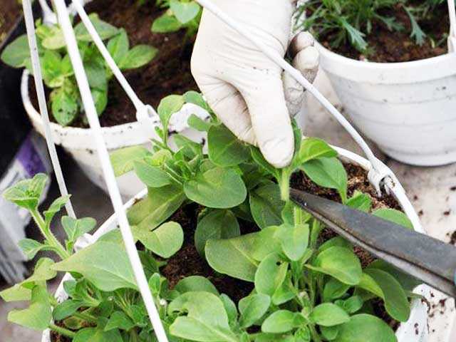 Основные правила прищипывания растений для лучшего роста