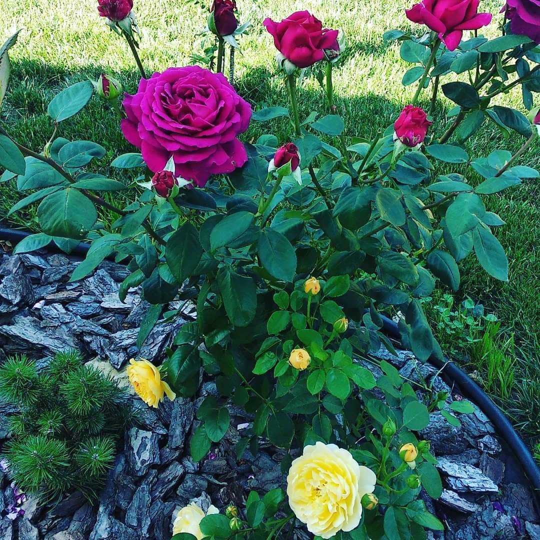 Роза чг биг перпл - описание, агротехнические особенности | о розе