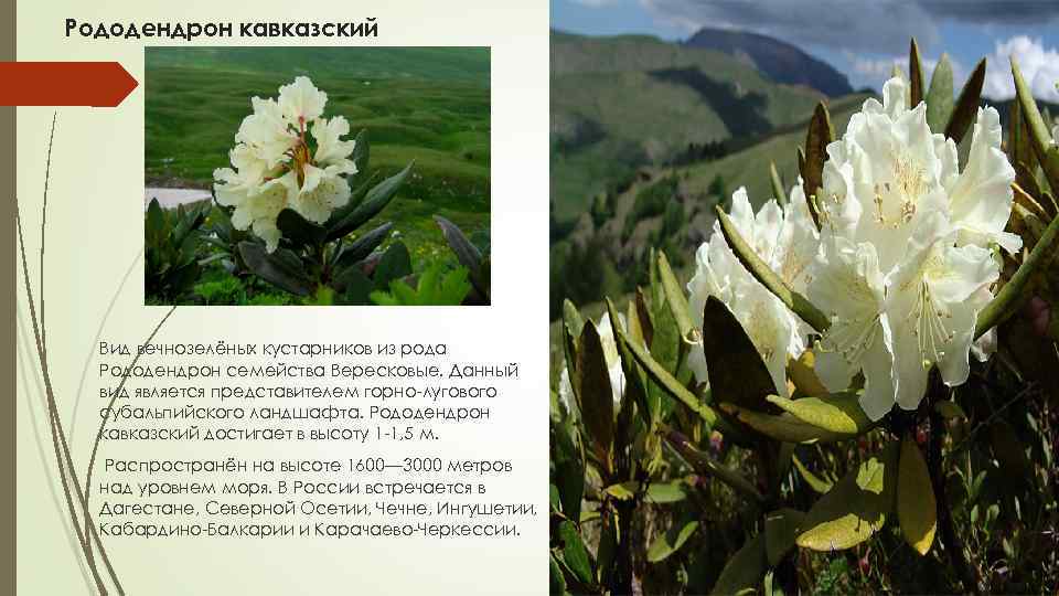 Рододендрон кавказский: лечебные свойства и противопоказания, а также фото selo.guru — интернет портал о сельском хозяйстве