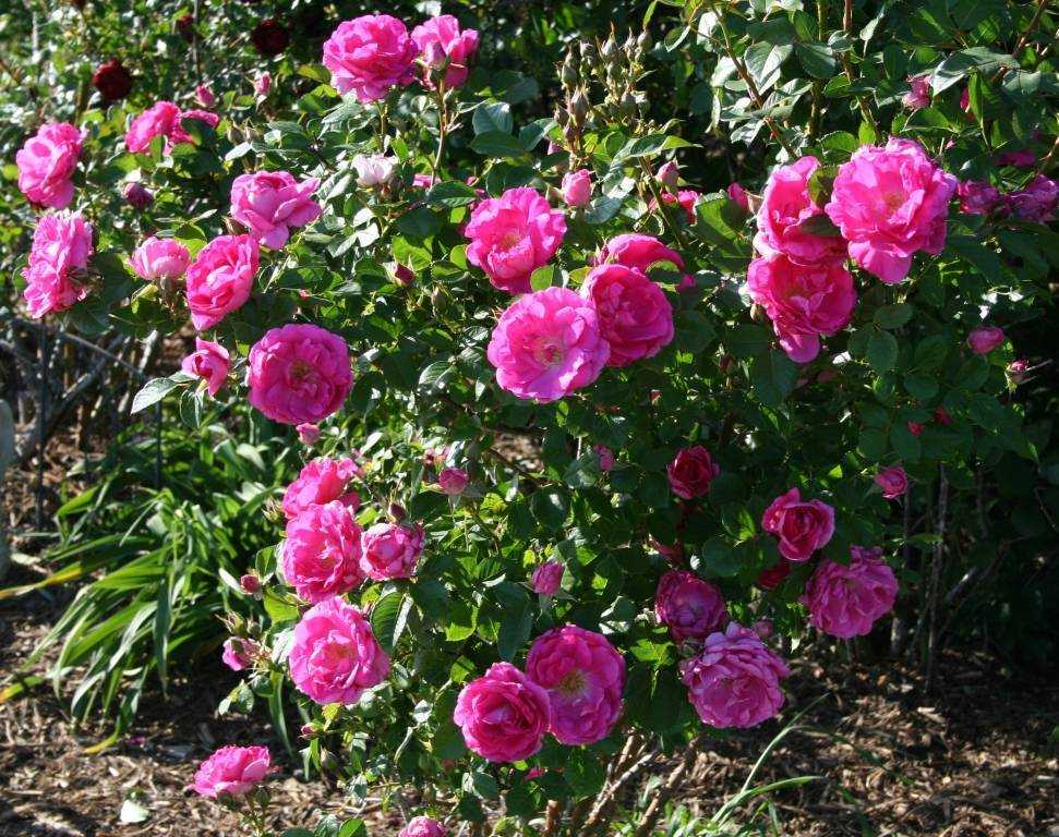Морозостойкие канадские розы: какой сорт выбрать и как правильно ухаживать