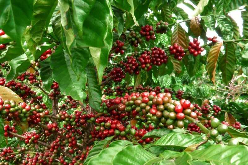 Кофейное дерево в домашних условиях - выращивание, уход, подкормка, пересадка, болезни