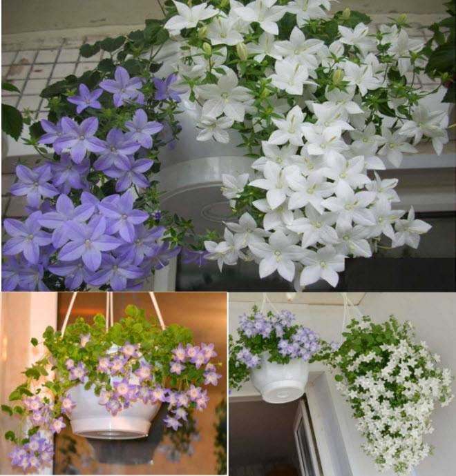 Как правильно сажать комнатные цветы в горшок? советы и рекомендации