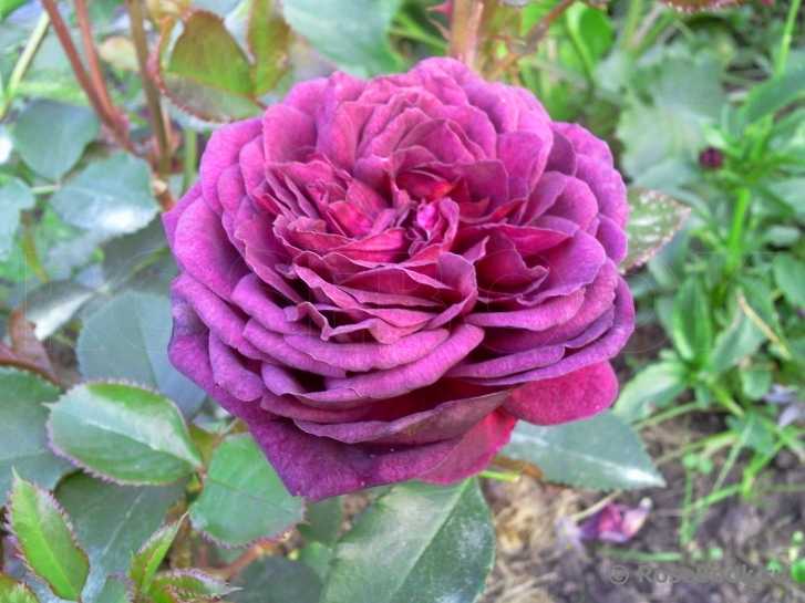 Роза эбб тайд | питомник растений