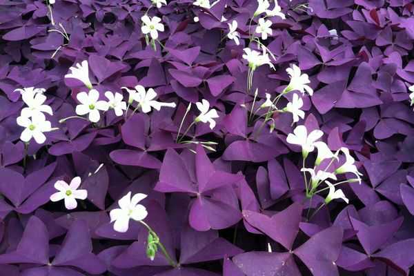 Названия и особенности комнатных растений с фиолетовыми цветами