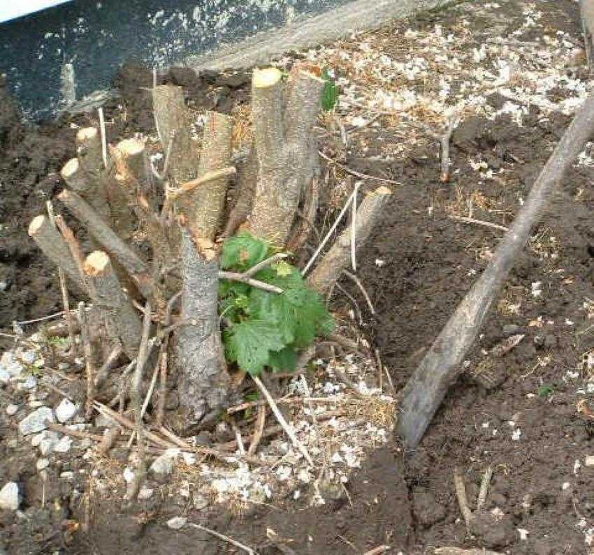 Как выкорчевать корни деревьев на садовом участке