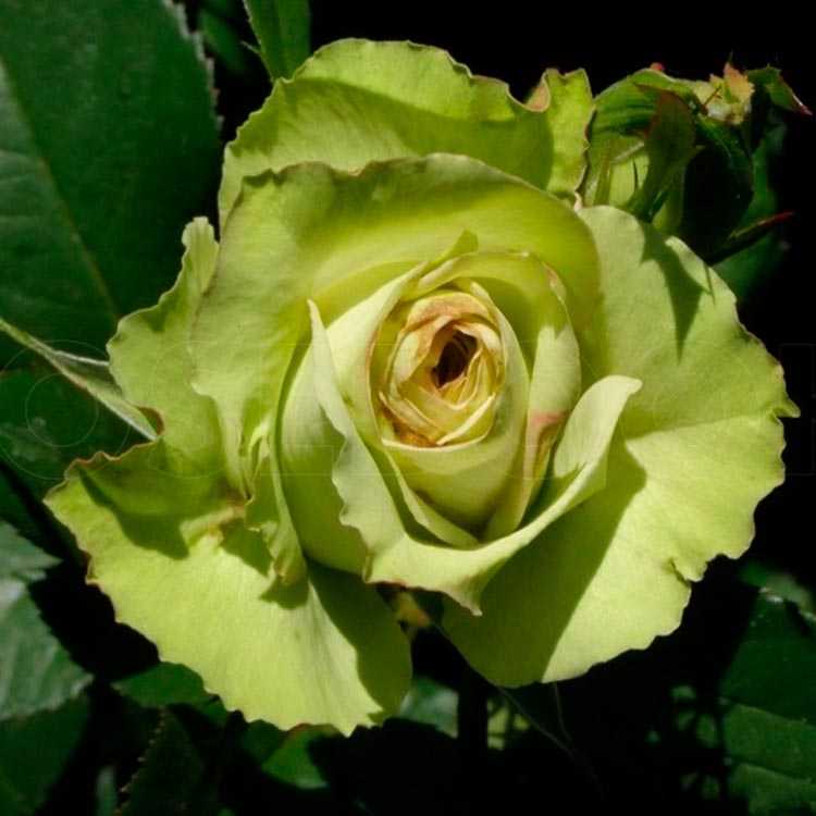Бело зеленые розы фото