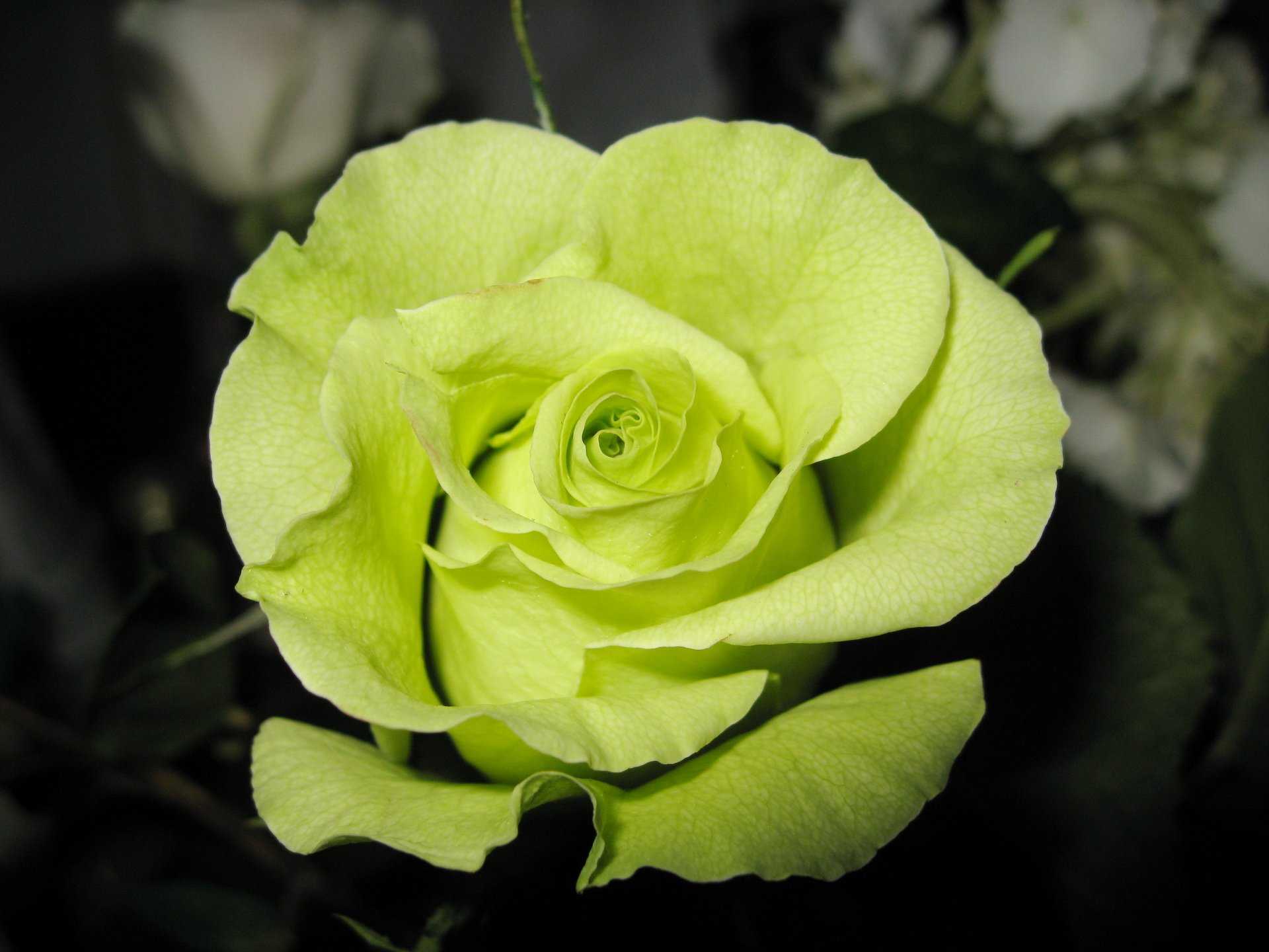 Цветы похожие на розы розы: название, описание и фото. разновидности цветов, похожих на розу