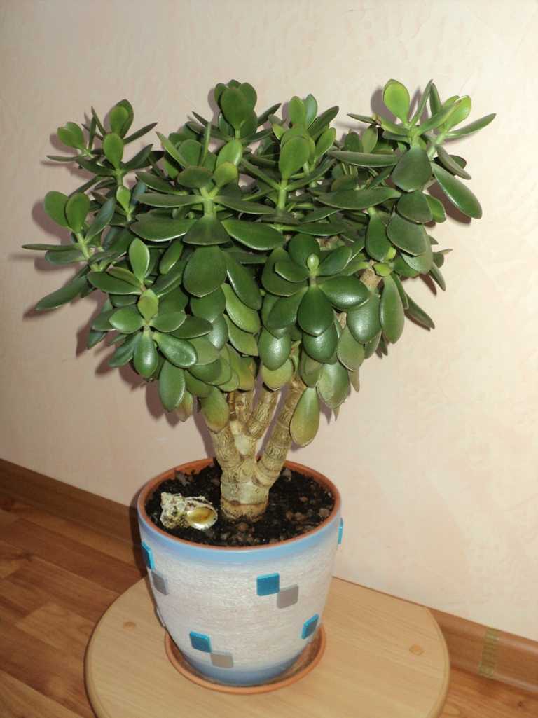 Денежное дерево: приметы и суеверия для дома, можно ли держать растение у себя дома, где именно поставить толстянку по фэн-шуй.