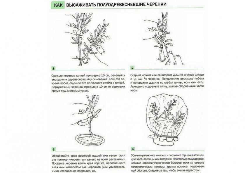 Как выращивать сентябринки в саду и советы по уходу за цветами