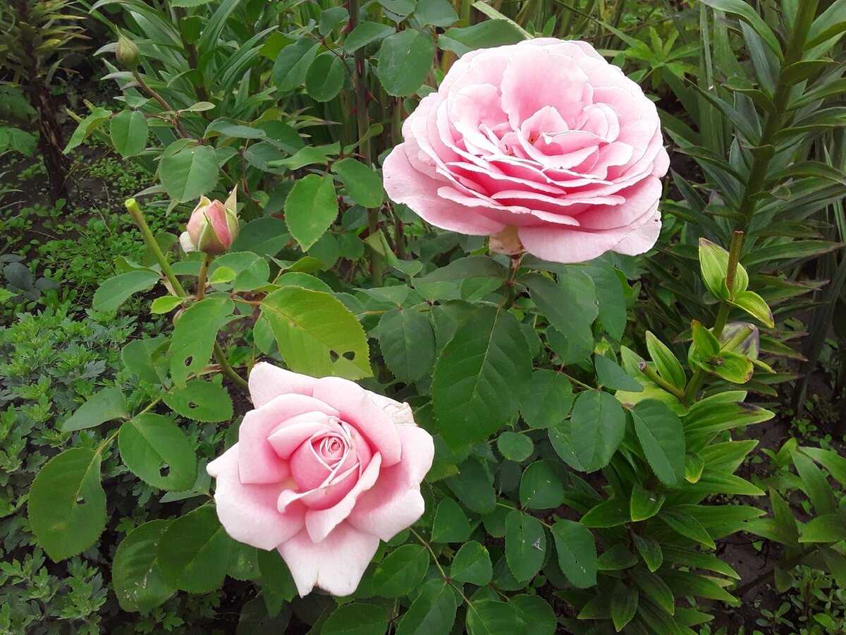 Роза фредерик мистраль (frederic mistral): описание и характеристики сорта + особенности агротехники, отзывы садоводов