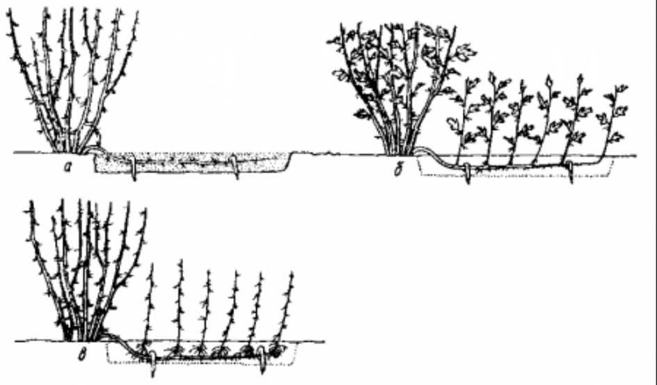 Сорт крыжовника чёрный негус: описание, посадка, выращивание и уход