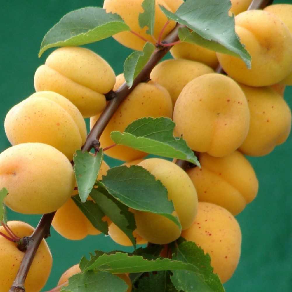 Лучшие сорта абрикоса: ароматный, сладкий, сочный | ogorodnik.com