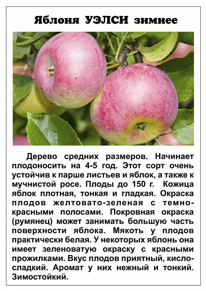 Яблоки белый налив: описание сорта, выращивание и рецепты