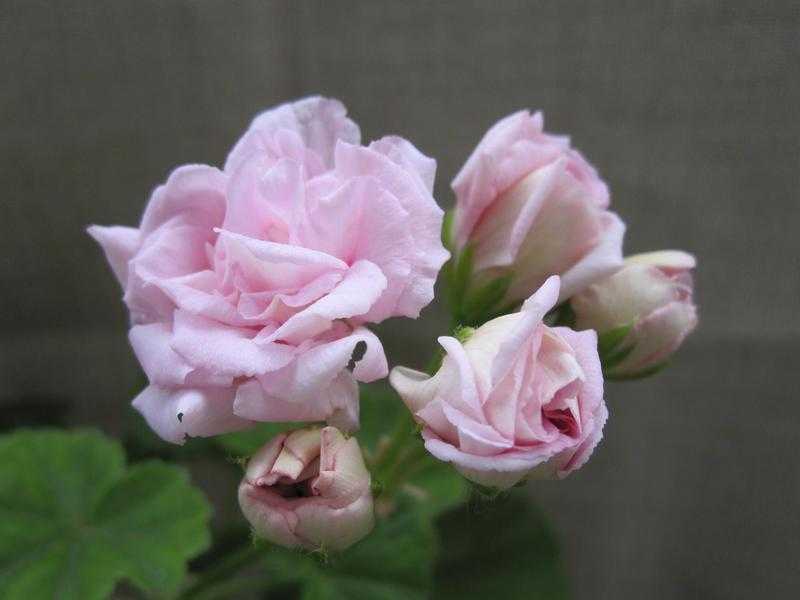 Розебудная пеларгония (rosebud pelargonium)