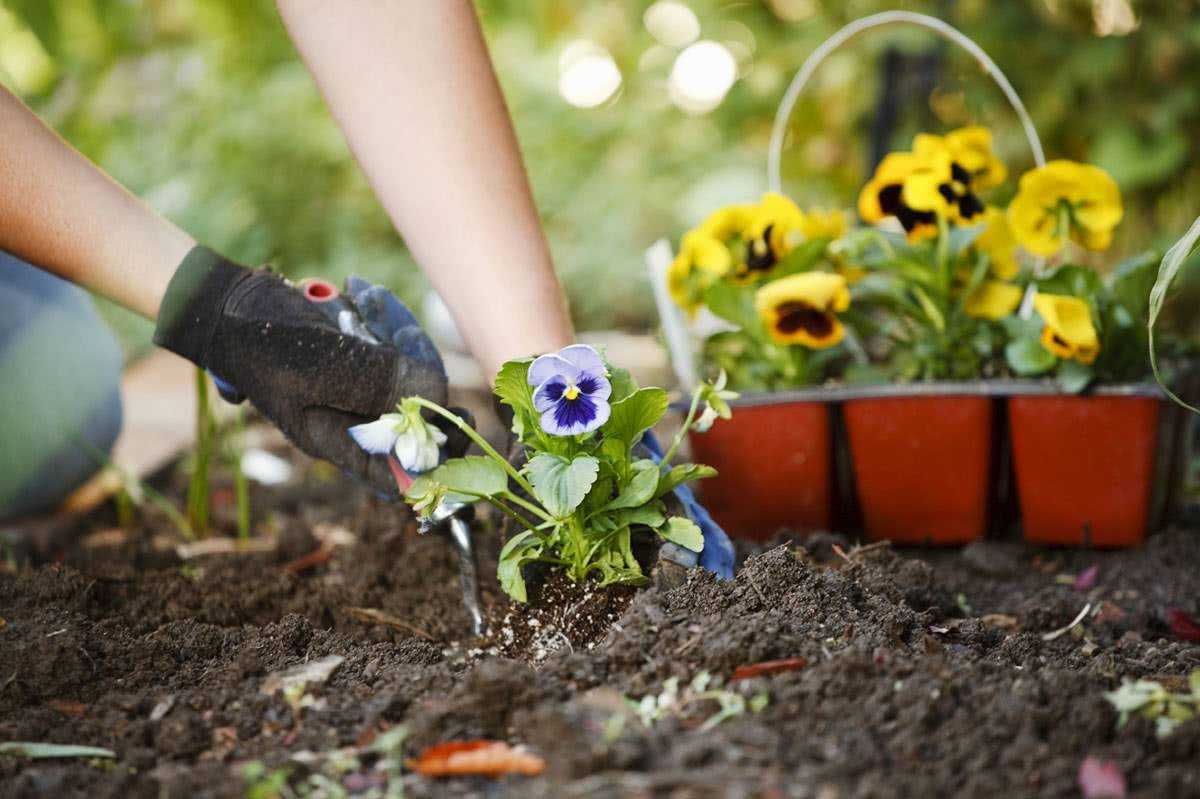 Фуксия выращивание и уход в домашних условиях | сад и дача