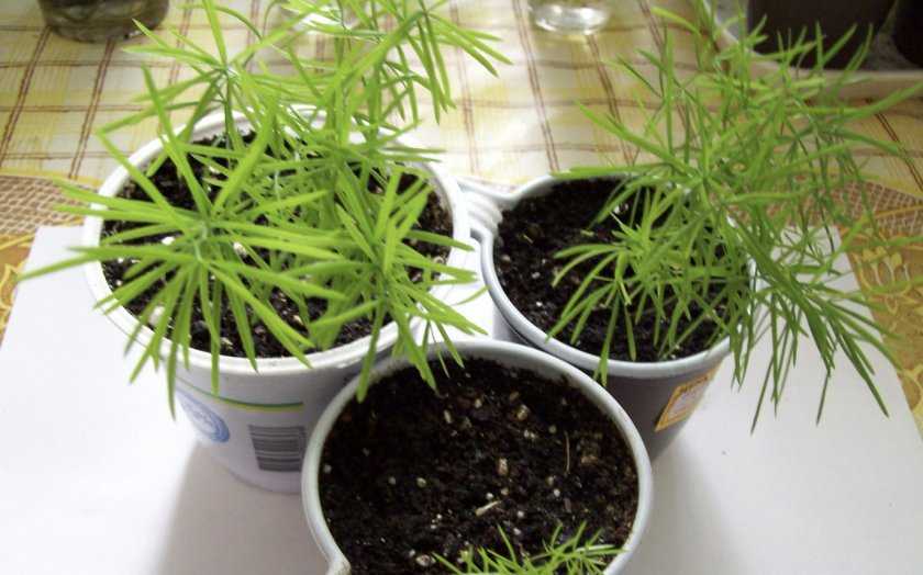 Аспарагус мейера: фотогалерея, уход в домашних условиях, выращивание из семян