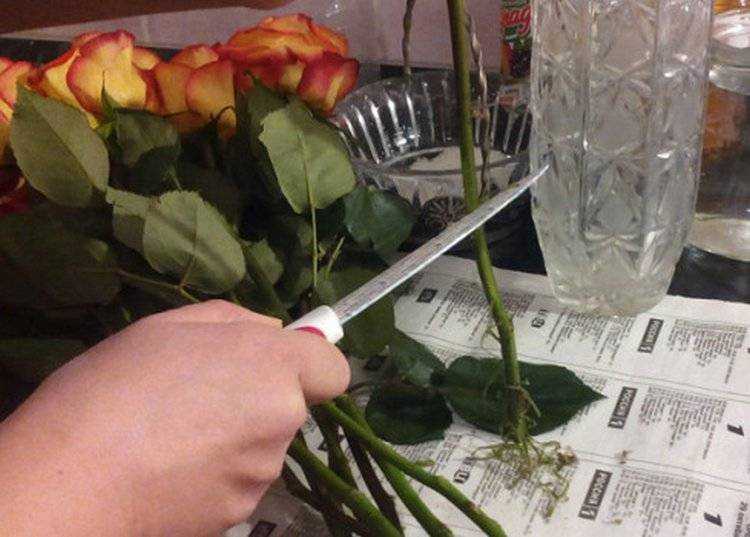 Как оживить розы в вазе