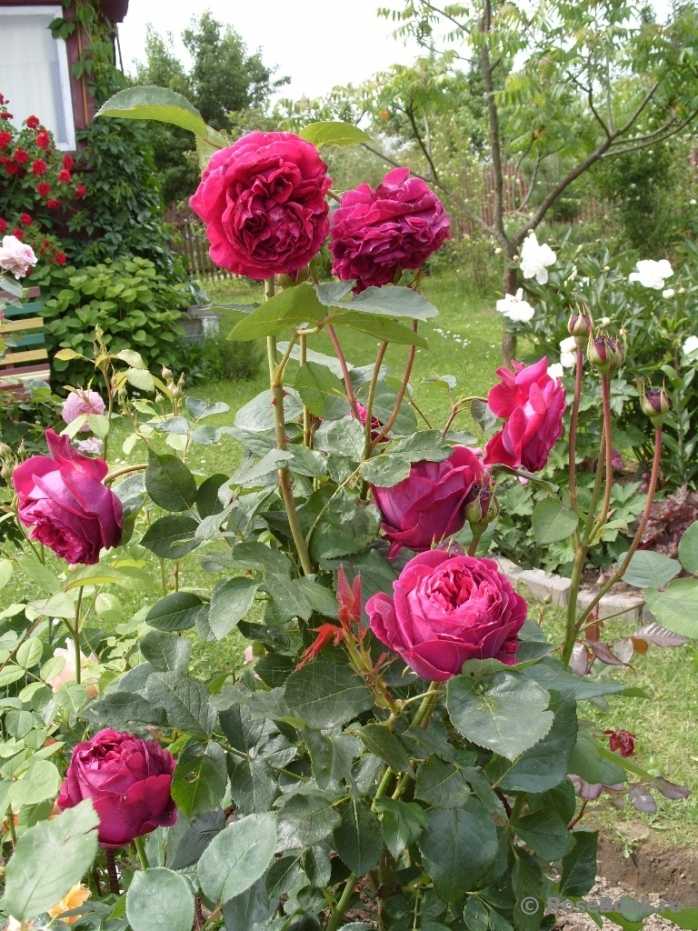 Роза «фальстаф»: описание, посадка и уход 🚩 сад и огород
