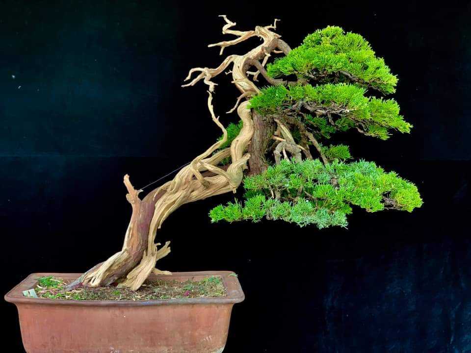 Способы выращивания бонсай. как вырастить дерево бонсай. фото - ботаничка.r...