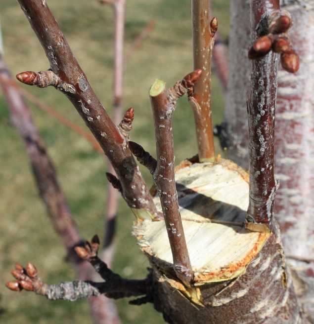 Способы и средства избавления от муравьев на плодовых деревьях: ловчие пояса своими руками