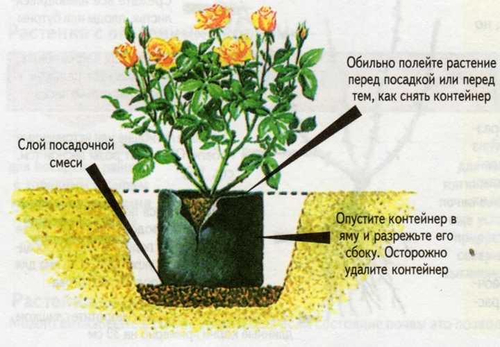 Роза Аскот Ascot — что за сортовое растение, характеристики, как выглядит, особенности формы цветков Выращивание чайно-гибридного морозоустойчивого сорта в условиях парковых зон или сада, нюансы ухода за кустом