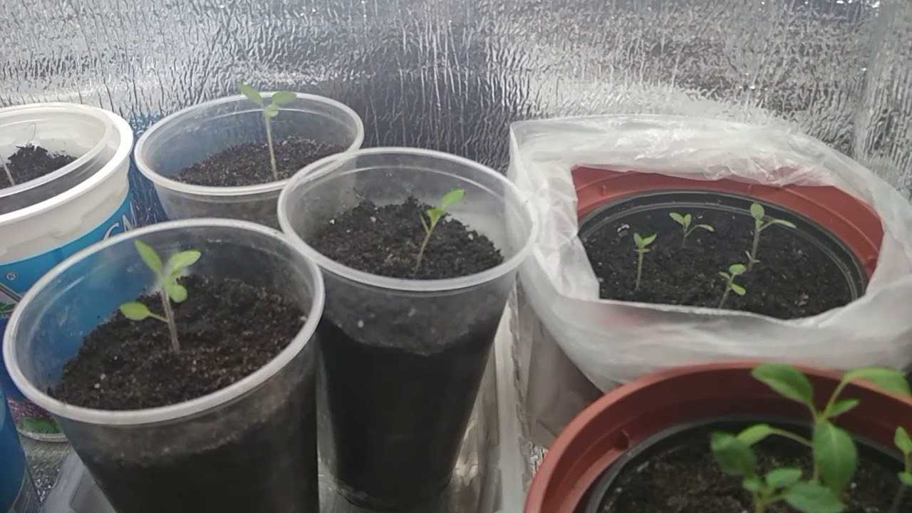 Пепино консуэло — выращивание из семян, посадка и уход