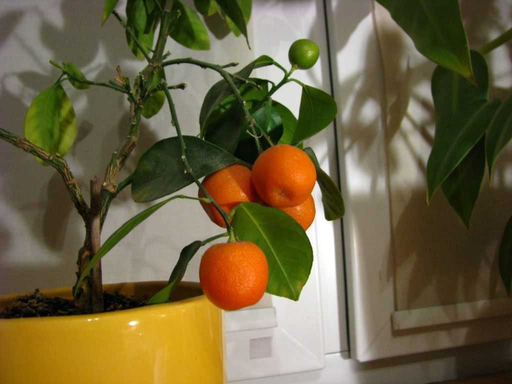 Как получить урожай апельсинов в квартире на supersadovnik.ru