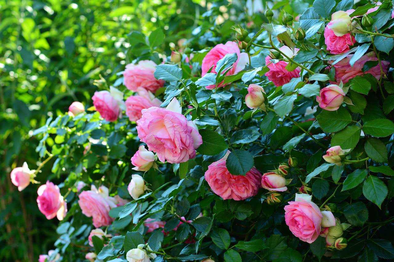 Пионовидные розы: название сорта с фото