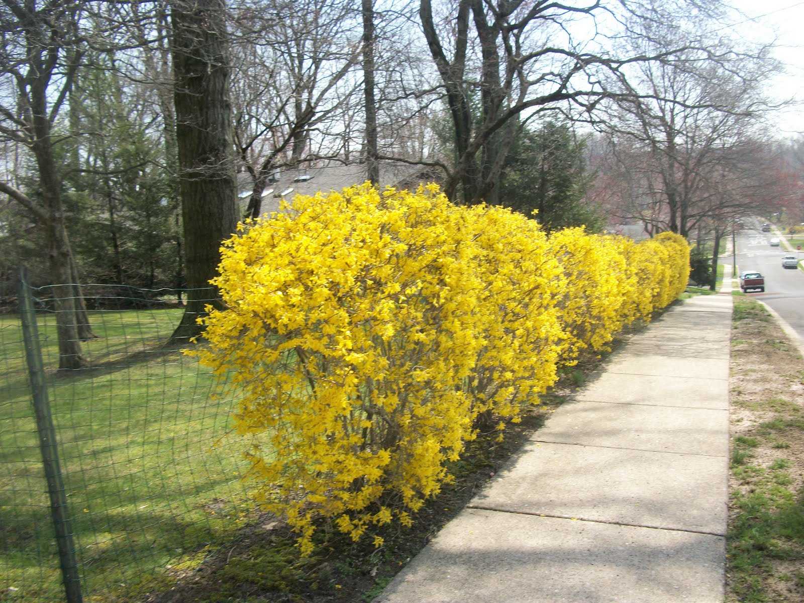 Форзиция с желтыми листьями название и фото