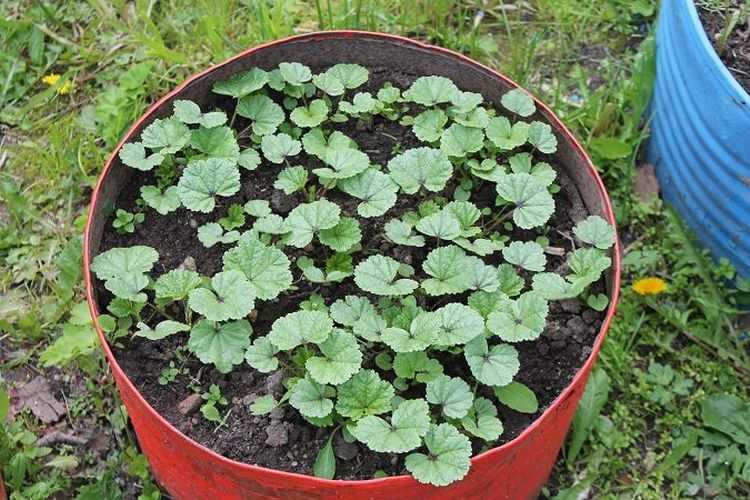 Лаватера – выращивание из семян, когда сажать