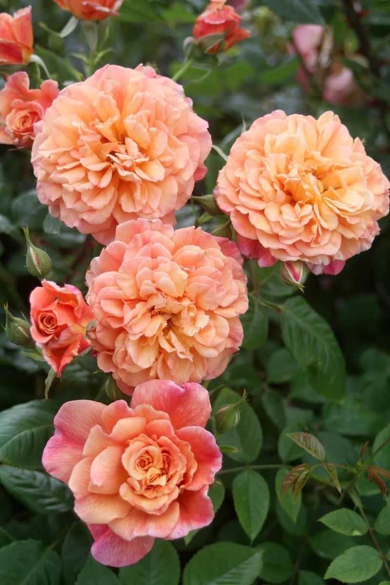 Плетистые розы: описание 20 сортов, посадка, уход | 75 фото