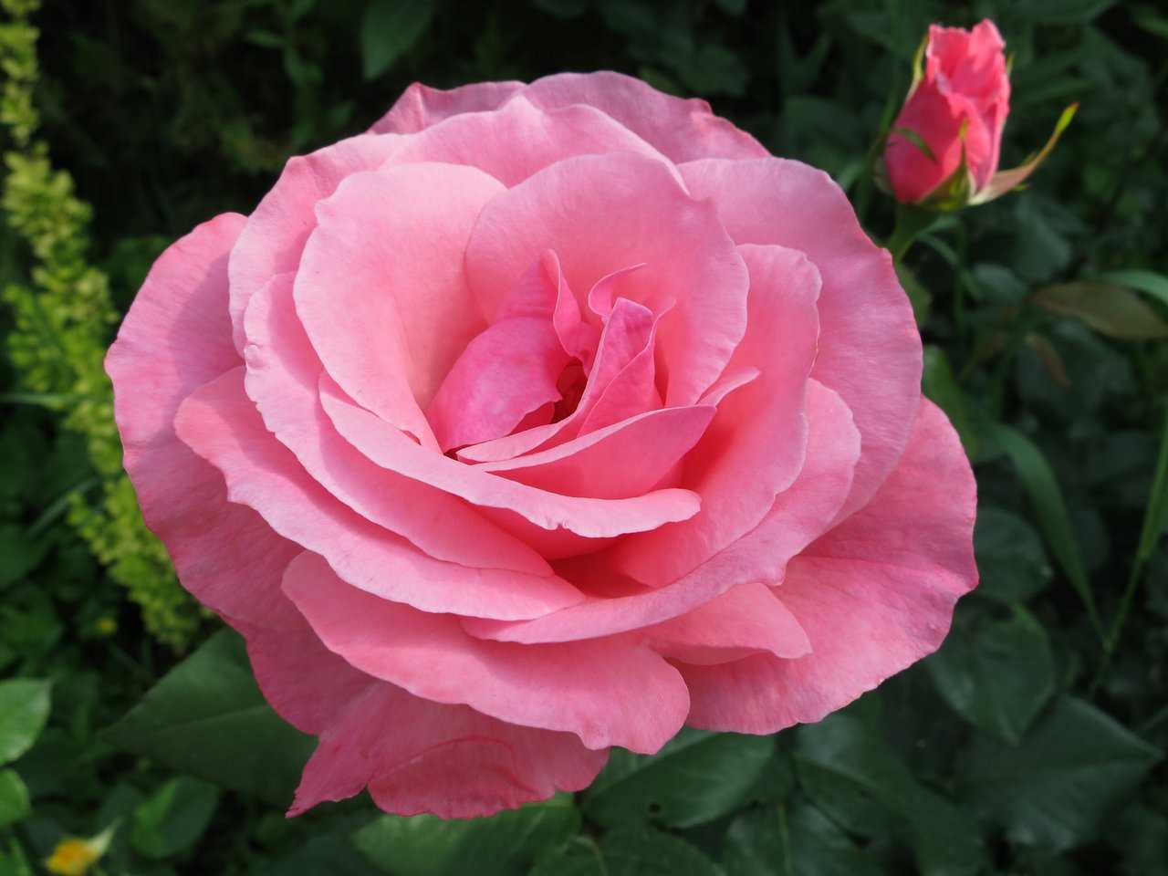 Роза Куин Элизабет Queen Elizabeth — что это за садовая культура, описание сортового растения, история создания, как выглядит Агротехника розы из семейства флорибунда в открытом грунте, как ухаживать в зимний период