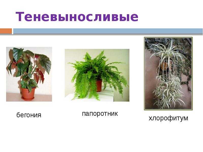 Комнатное тенелюбивое растение: названия самых неприхотливых и теневыносливых цветков, какие выбрать для выращивания в темном помещении или прихожей
