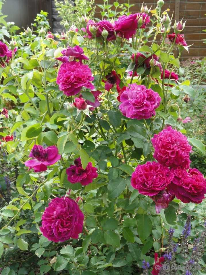 Роза фальстаф: фото, описание, и отзывыкомнатные цветы и растения, уход за ними в домашних условиях