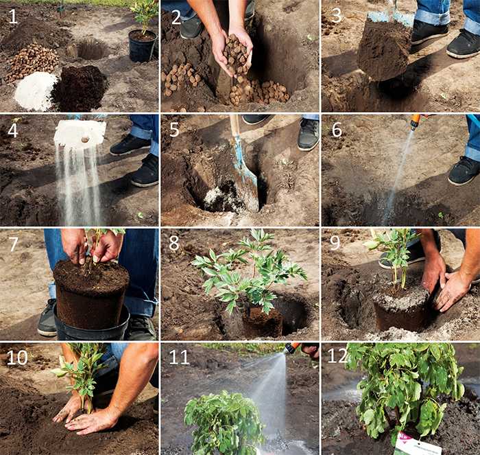 Фруктовый сад – правила и сроки посадки деревьев, особенности полива, подкормки, обрезки и другого ухода