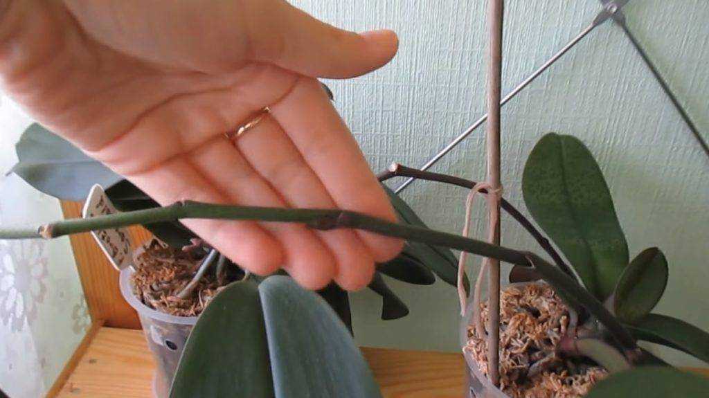 Что делать с орхидеей со стрелкой, когда она отцветет?
