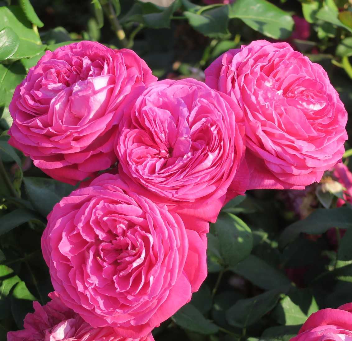 Кордес бриллиант - описание сорта розы, яркая деталь, условия выращивания | розоцвет